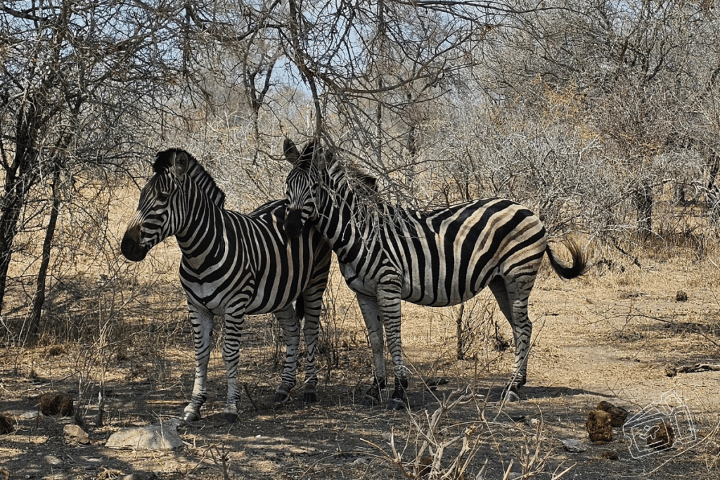 safari kruger sudafrica por libre