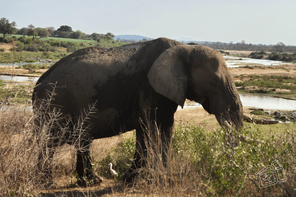 safari kruger sudafrica por libre