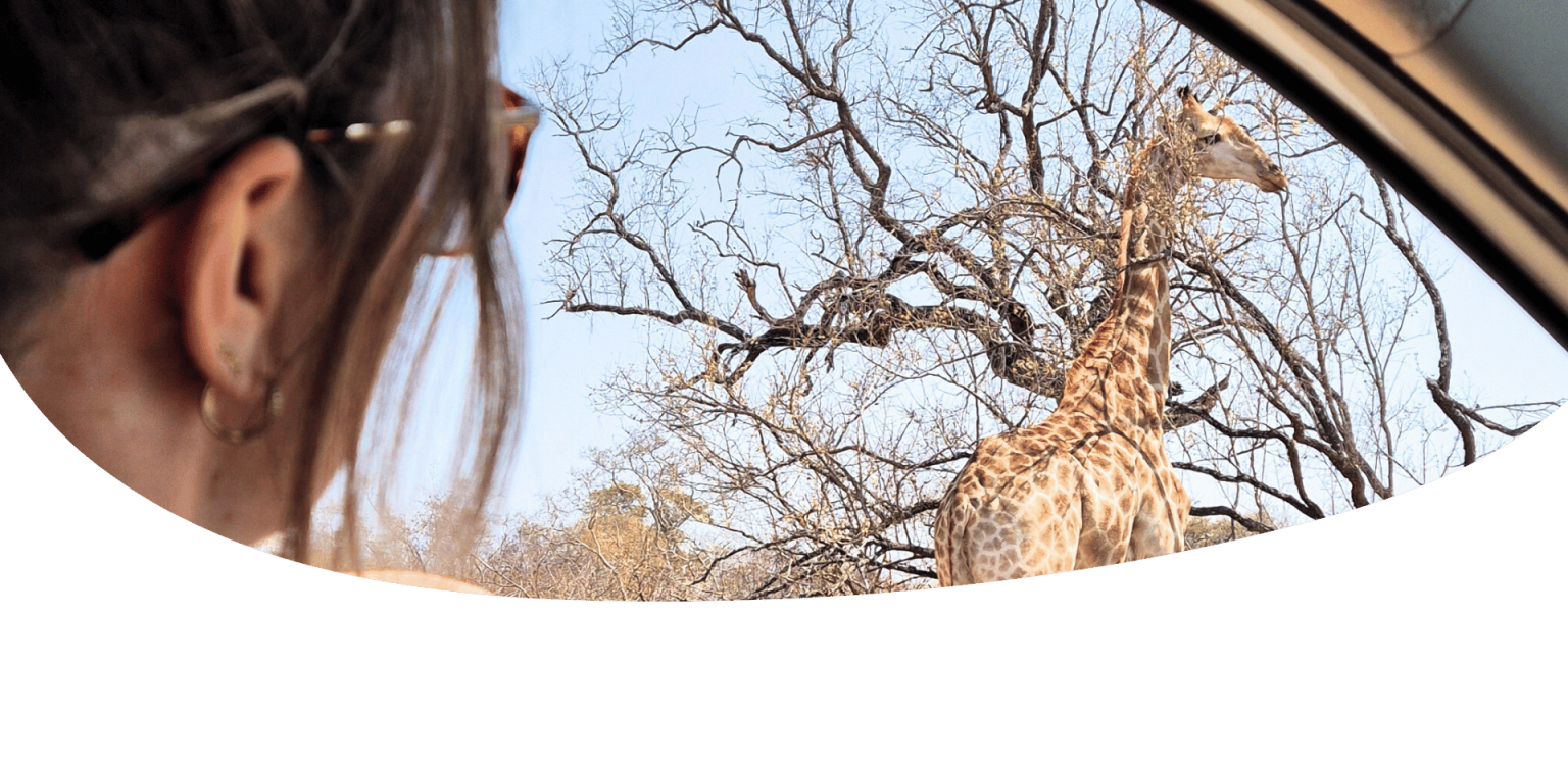 safari kruger sudafrica por libre