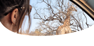 safari kruger sudafrica por libre